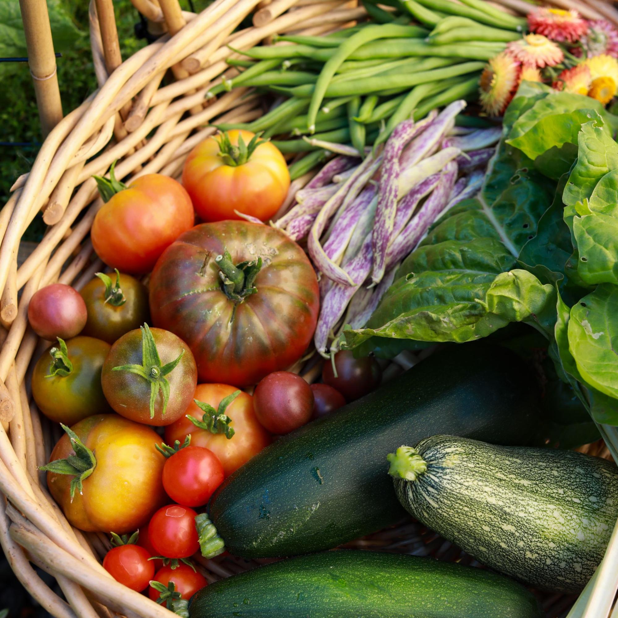 Basket of garden vegetables