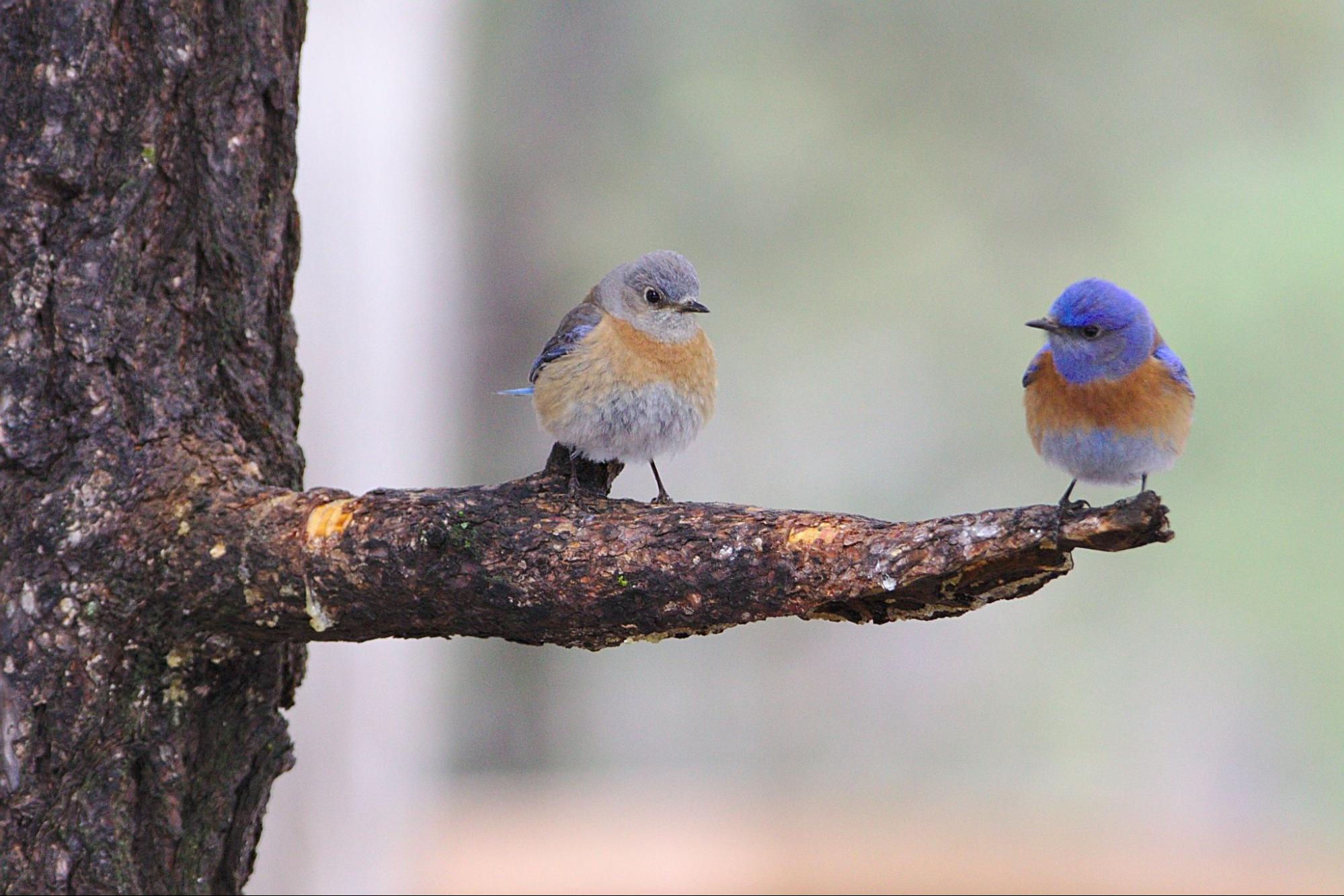 Two small birds sitting on a tree branch