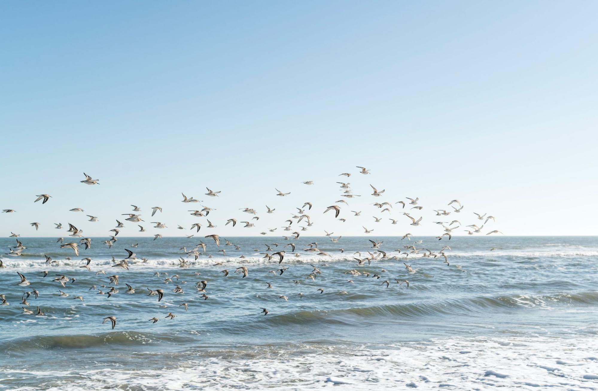 Flock of seaguls flying in formation on a beach