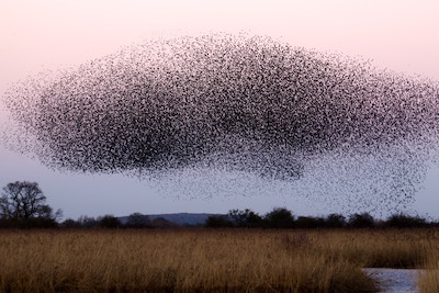 Flock of birds in the air over a marsh in the evening